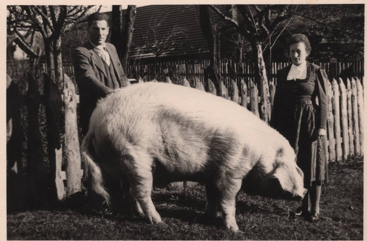 Frau, Mann, Sau, Schwein, Tiffen