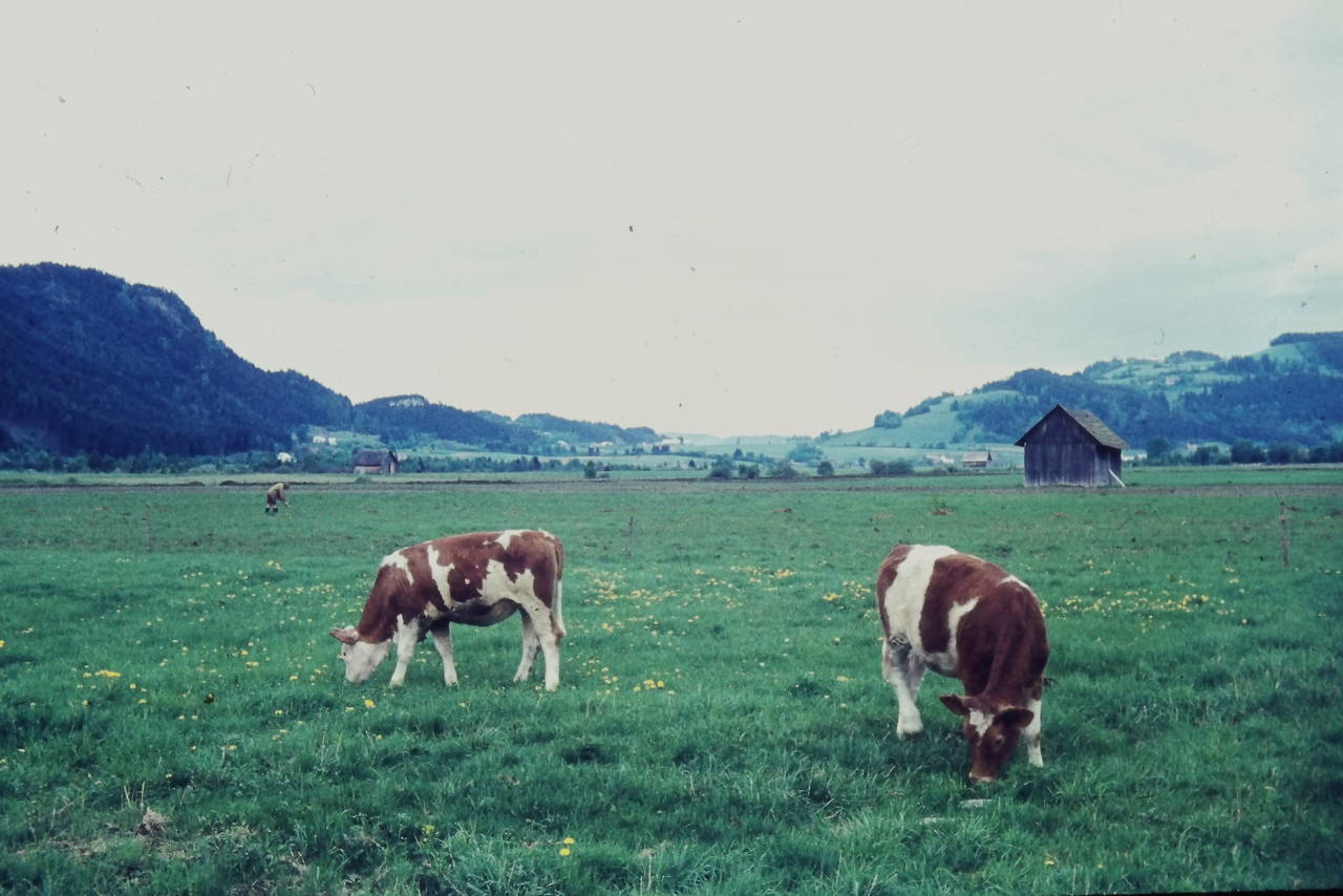 Bleistatt, Bleistätter Moor, Feld, Hütte, Kuh, Schupfn, Wiese